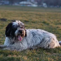 Polish Lowland Sheepdog, picture 2 of 8