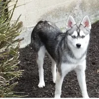 Alaskan Klee Kai