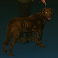 Chesapeake Bay Retriever, picture 10 of 10