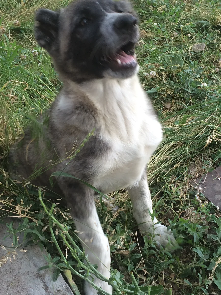 Caucasian Shepherd Dog