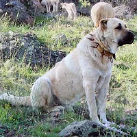 Anatolian Shepherd Dog, picture 7 of 9