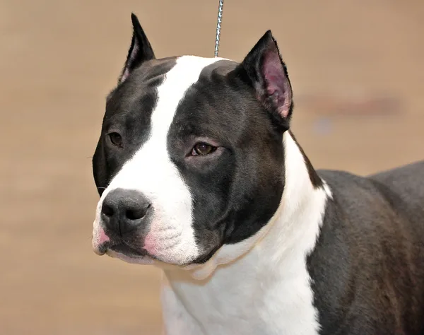 A American Staffordshire Terrier