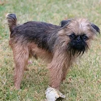 Brussels Griffon