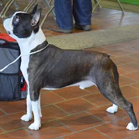 Boston Terrier