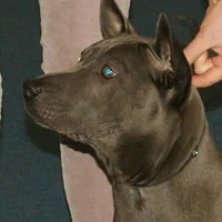 Thai Ridgeback, picture 7 of 9