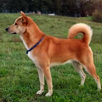 Canaan Dog, picture 3 of 10