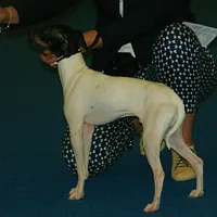 Japanese Terrier, picture 9 of 10