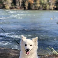 American Eskimo Dog
