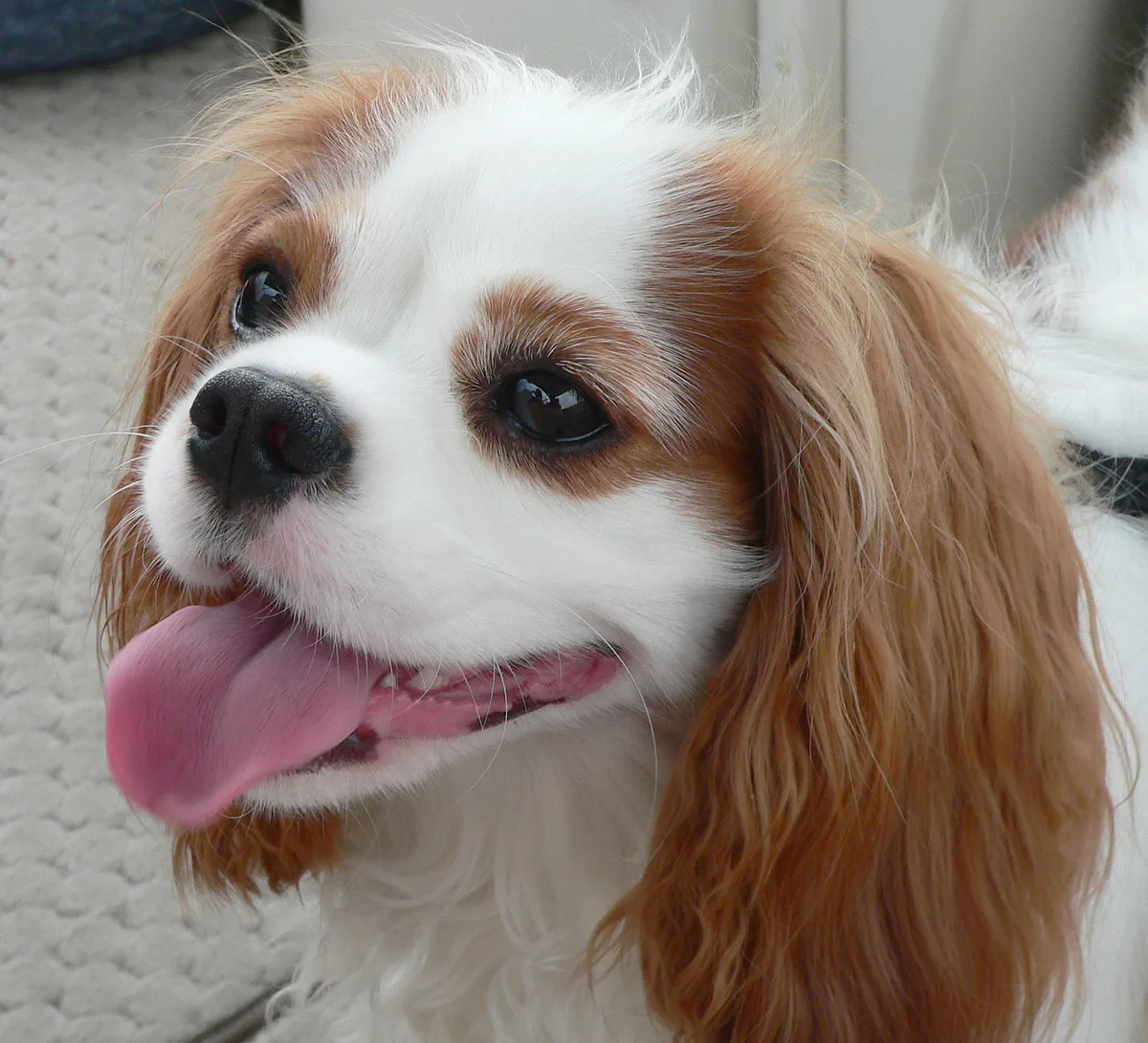 Cavalier King Charles Spaniel dog, photographed by Greg Hume