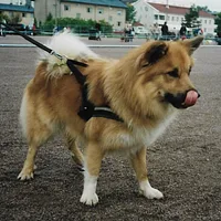 Icelandic Sheepdog, picture 4 of 5