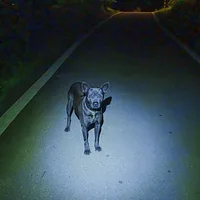 Taiwan Dog