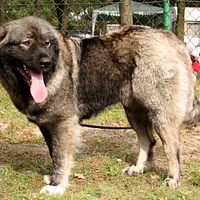 Caucasian Shepherd Dog, picture 3 of 8