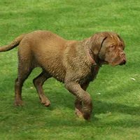 Dogue de Bordeaux, picture 7 of 9