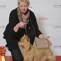 Australian Terrier