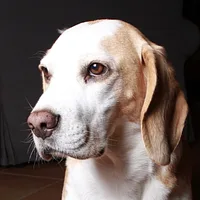 Beagle, picture 4 of 7