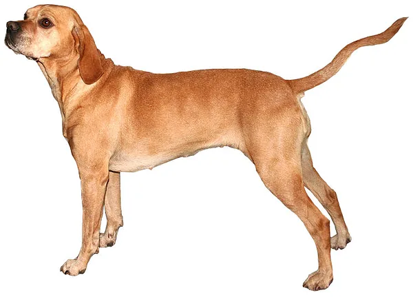 A Portuguese Pointer