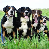 Greater Swiss Mountain Dog, picture 9 of 9