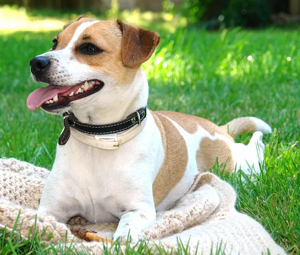 A Danish-Swedish Farmdog