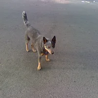 Australian Cattle Dog