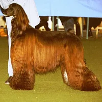 Afghan Hound, picture 4 of 7