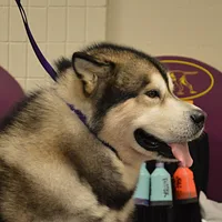 Alaskan Malamute