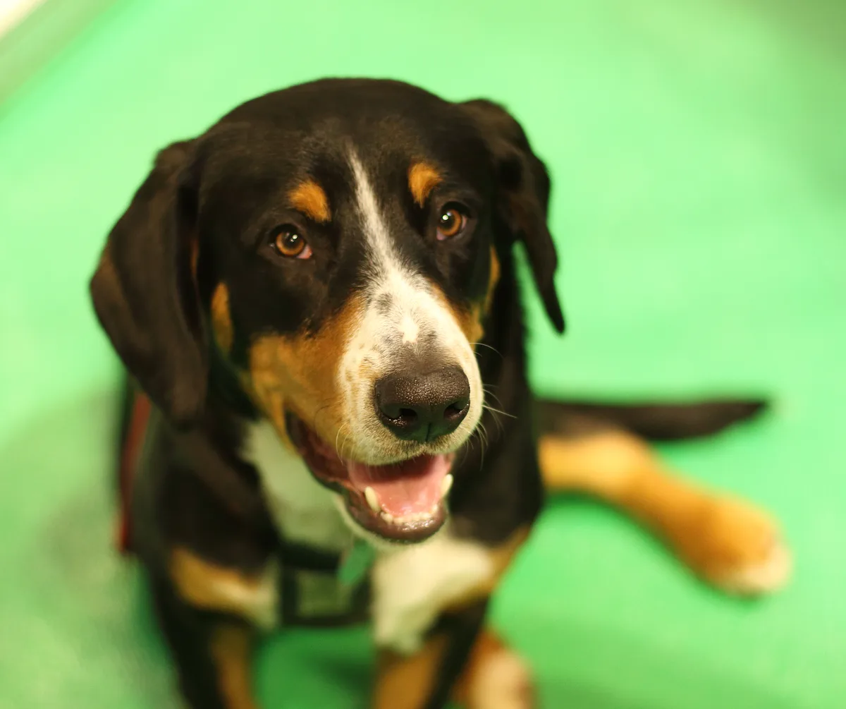 Entlebucher Mountain Dog