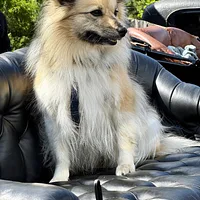 German Spitz