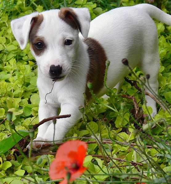 A Russell Terrier