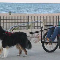 Shetland Sheepdog, picture 8 of 10