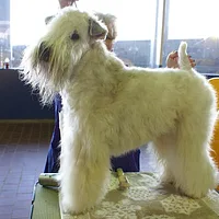 Soft Coated Wheaten Terrier