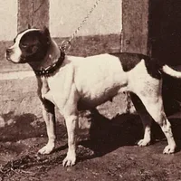 Bull Terrier