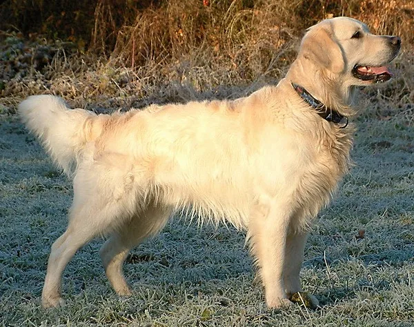 A Golden Retriever