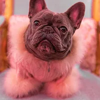 French Bulldog, picture 5 of 6