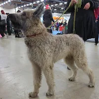 Belgian Sheepdog, picture 3 of 5