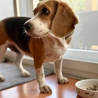 Beagle