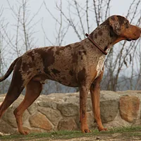 American Leopard Hound, picture 2 of 10