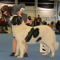 Pyrenean Mastiff, picture 7 of 7