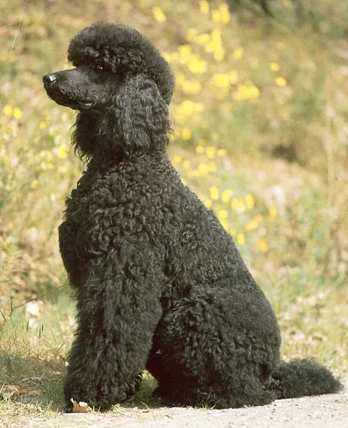 A Poodle (Toy)
