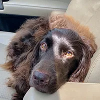 Boykin Spaniel, picture 8 of 8