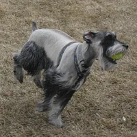 Standard Schnauzer, picture 5 of 7