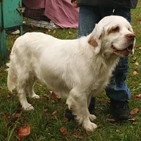 Clumber Spaniel, picture 2 of 9