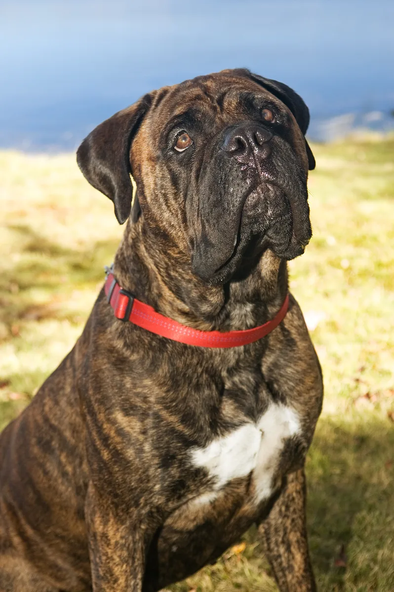 Bullmastiff dog, photographed by BootsSiR
