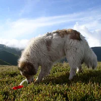 Romanian Carpathian Shepherd, picture 10 of 10