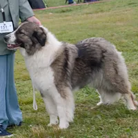Romanian Carpathian Shepherd, picture 6 of 10