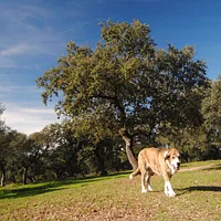 Spanish Mastiff, picture 5 of 7