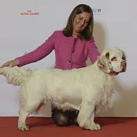 Clumber Spaniel