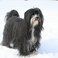 Tibetan Terrier, picture 2 of 9