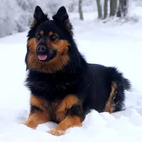 Bohemian Shepherd, picture 4 of 9
