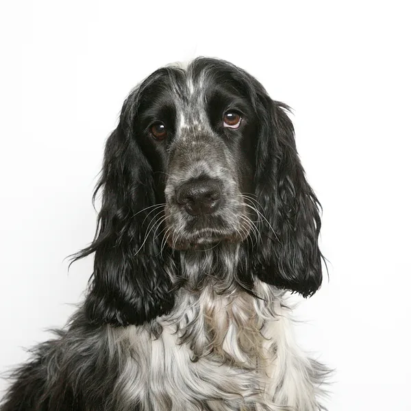 A Field Spaniel