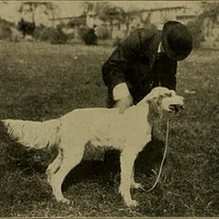 English Setter